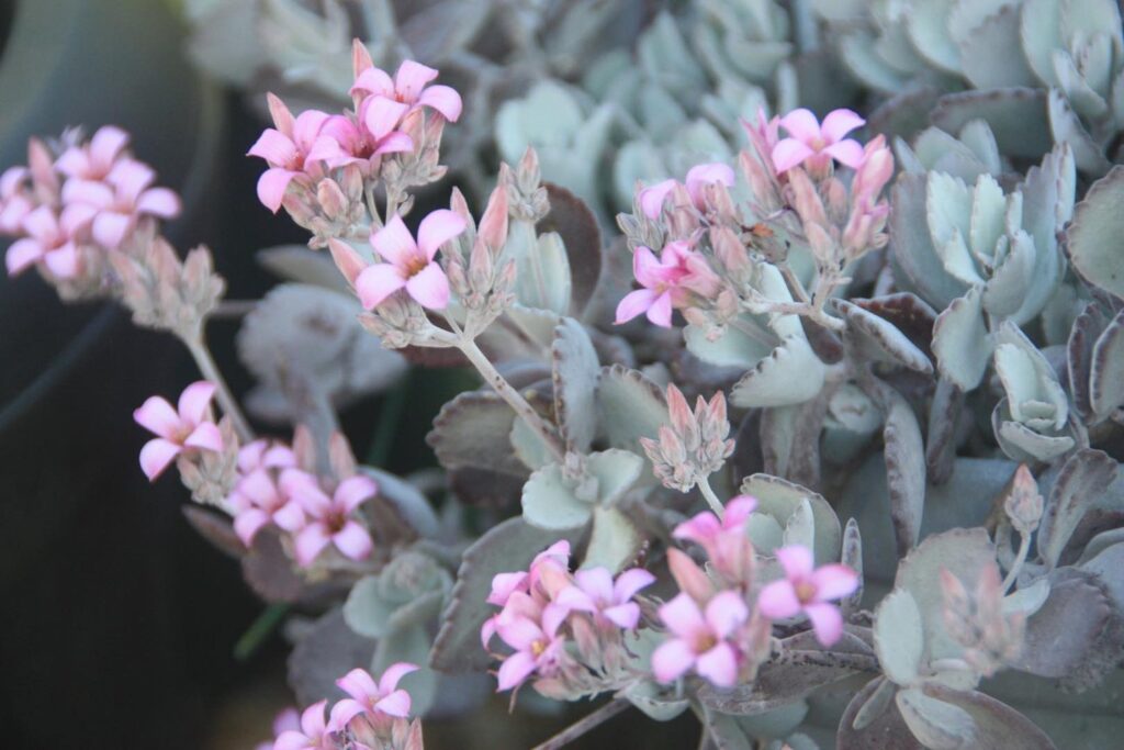 Kalanchoe pumila Crassulaceae