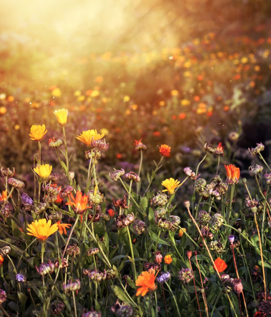 Flores de otoño