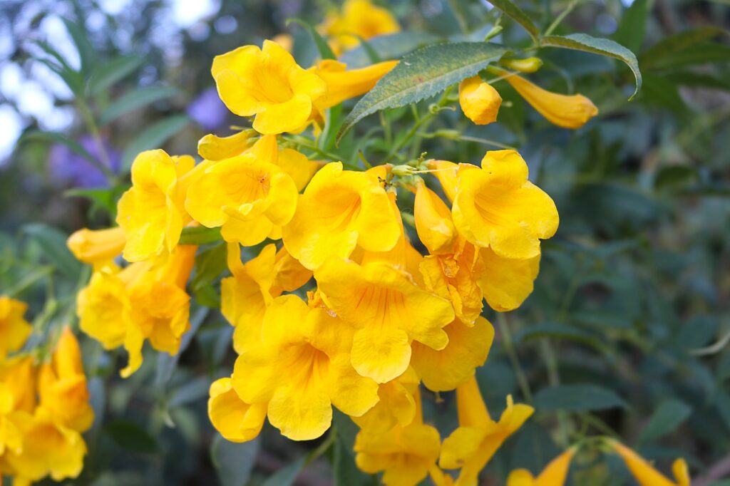 Tronadora planta Tecoma stans Bignoniaceae