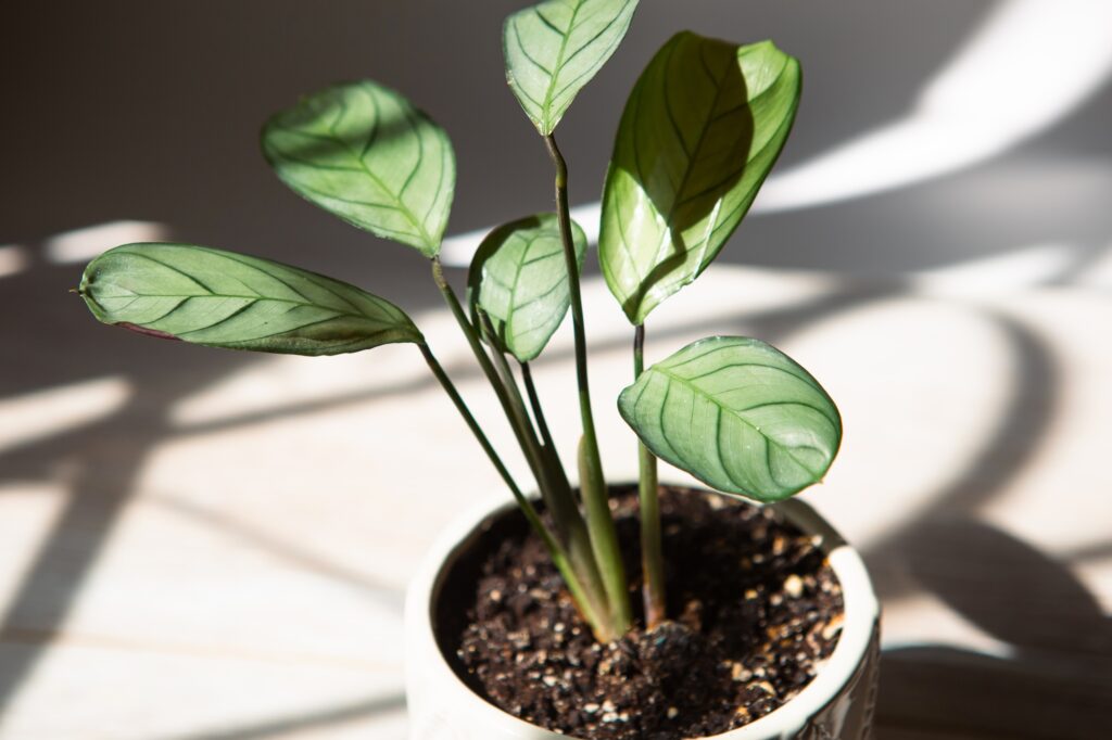 Ctenanthe burle-marxii Amagris, Calathea mint close-up leaf on the windowsill in bright sunlight