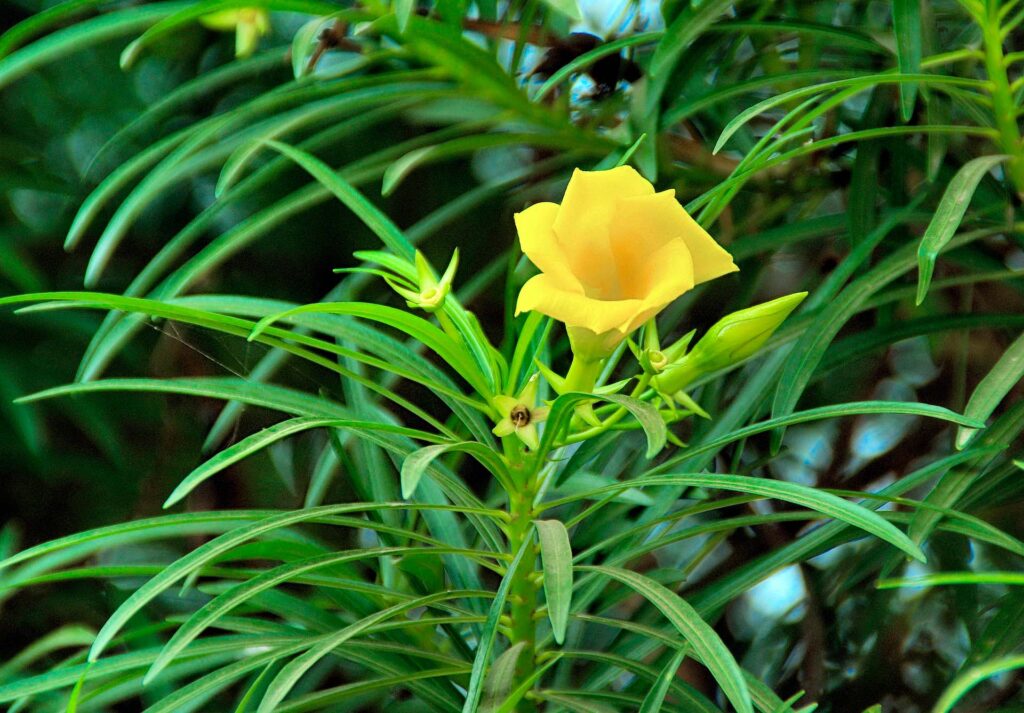 Codo de fraile Thevetia peruviana Apocynaceae