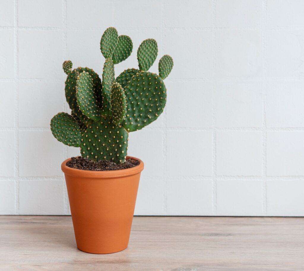 House plants on the table