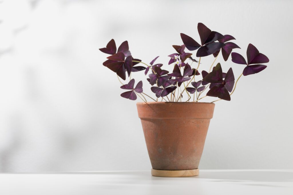 Oxalis triangularis or Purple shamrock