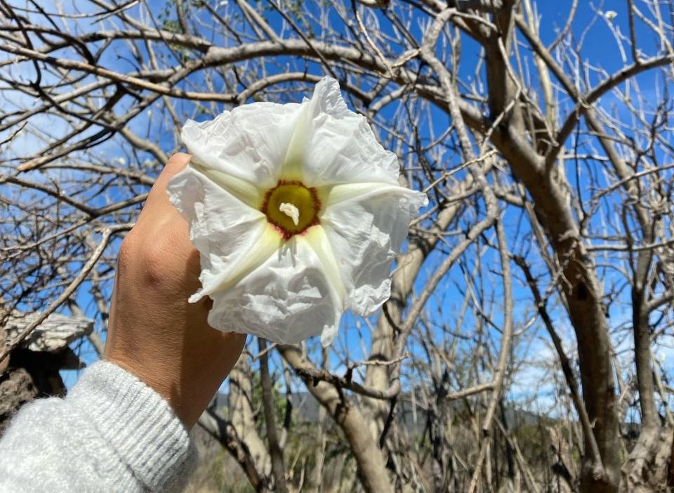 Ipomoea murucoides Cazahuate Palo bobo Convolvulaceae