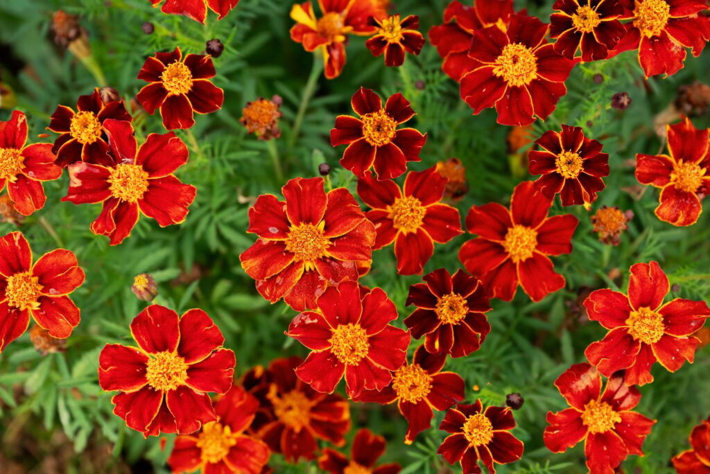 Tagetes lunulata Asteraceae Cinco Llagas