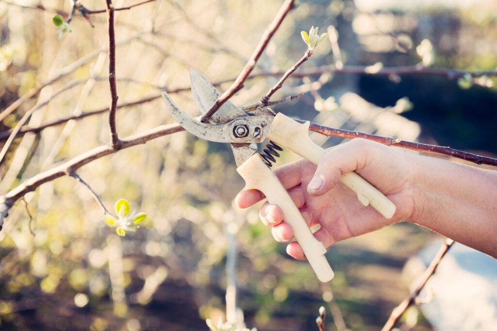 Pruning Fruit Trees