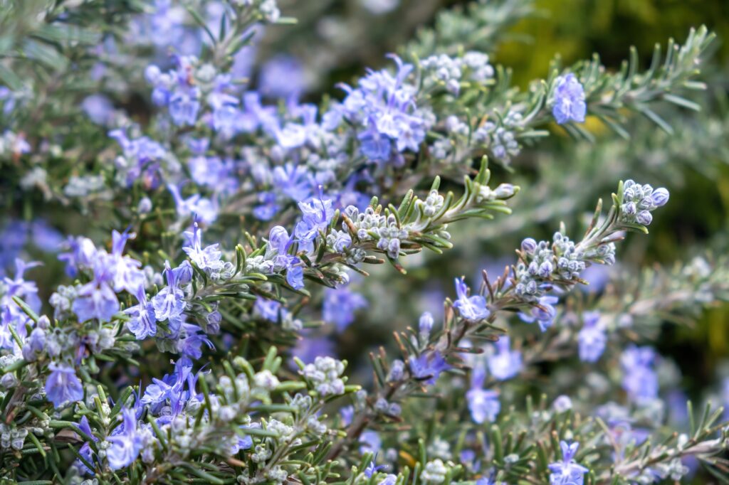 Rosmarinus officinalis Salvia rosmarinus Lamiaceae Romero