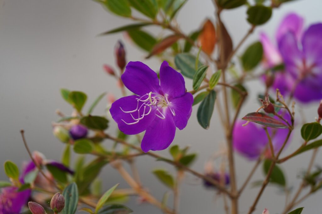 Tibouchina urvilleana Melastomataceae