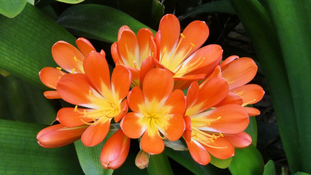 Clivia miniata Amaryllidaceae