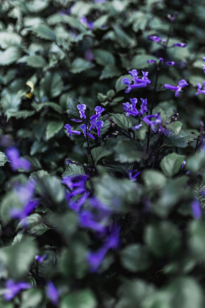 Plectranthus ecklonii 'Mona lavender' Lamiaceae