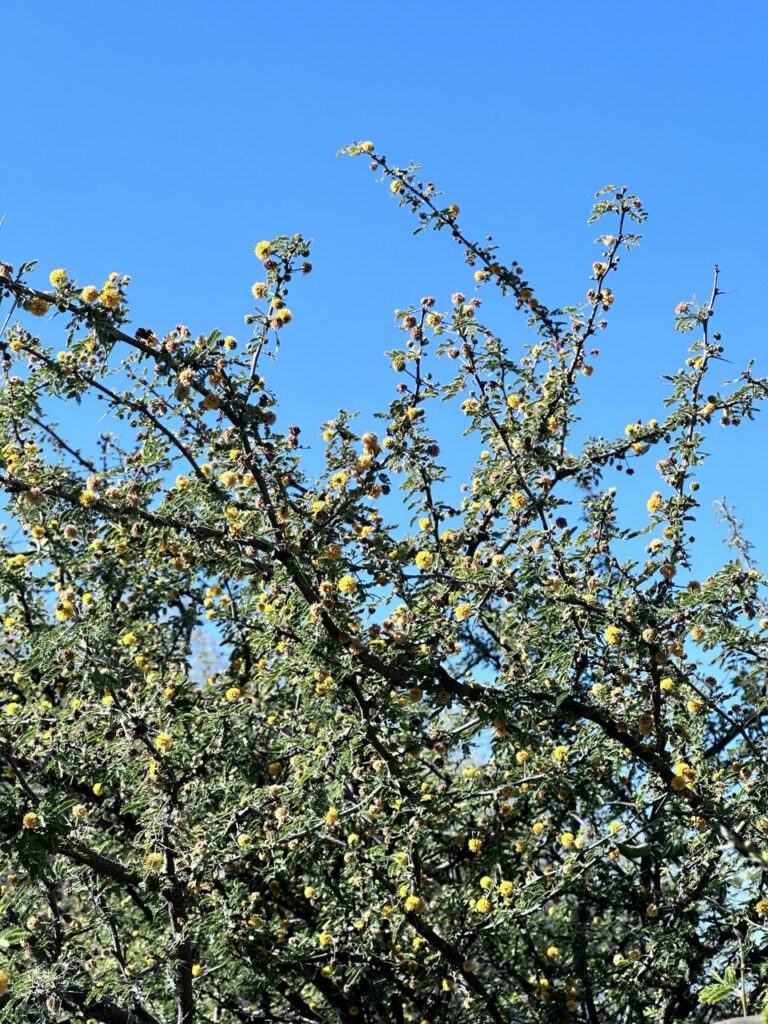 Acacia farnesiana (Vachellia farnesiana) Fabaceae